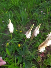 Plantago media
