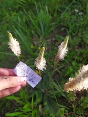Plantago media