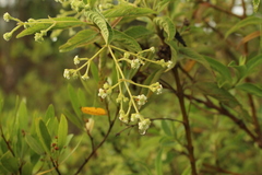 Lippia hirsuta