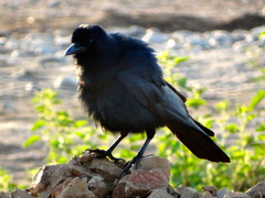 Corvus sinaloae