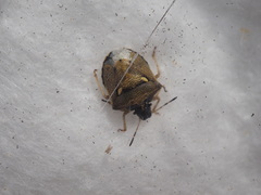 Eysarcoris aeneus