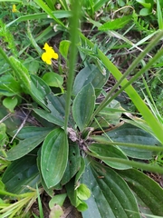 Plantago media