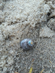 Steromphala umbilicalis