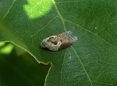 Acleris maculidorsana