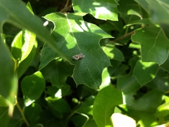 Acleris maculidorsana