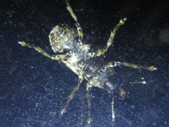 Platystomos sellatus