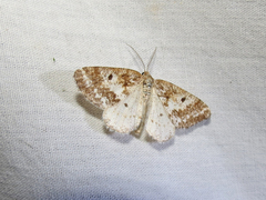 Eufidonia notataria