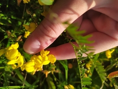 Lotus corniculatus
