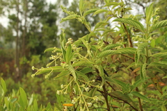 Lippia hirsuta