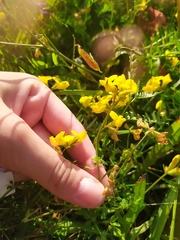 Lotus corniculatus