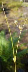 Carex trisperma