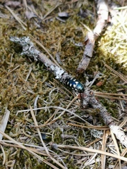 Buprestis octoguttata