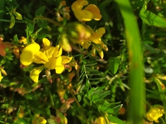 Lotus corniculatus