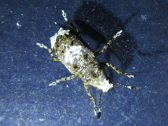 Platystomos sellatus