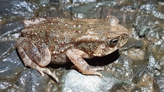 Duttaphrynus