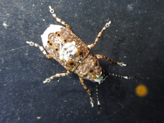 Platystomos sellatus
