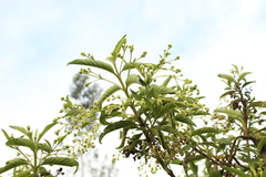 Lippia hirsuta