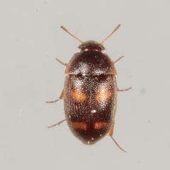 Litargus tetraspilotus
