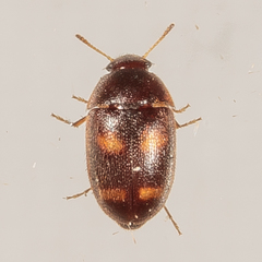Litargus tetraspilotus