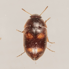Litargus tetraspilotus