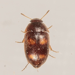 Litargus tetraspilotus