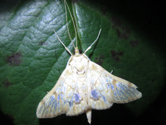 Neoanalthes contortalis