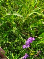 Vicia cracca