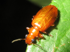 Parena cavipennis