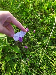 Vicia cracca