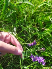 Vicia cracca