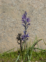 Camassia quamash