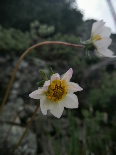 Image of Dahlia merckii by (c) Erick Vélez Sánchez, some rights reserved (CC BY)