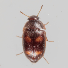 Litargus tetraspilotus