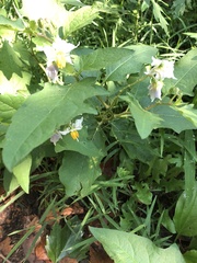 Solanum carolinense