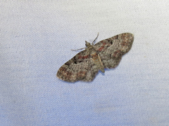 Eupithecia mutata