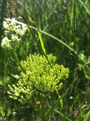 Ligusticum scothicum scothicum
