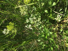 Ligusticum scothicum scothicum