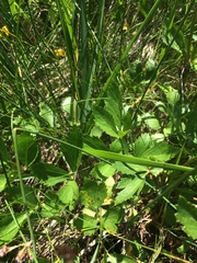 Ligusticum scothicum scothicum