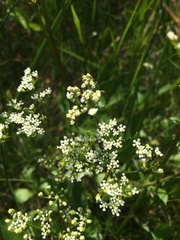 Ligusticum scothicum scothicum