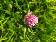 Trifolium pratense