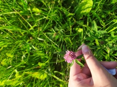 Trifolium pratense