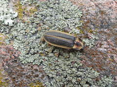 Pyractomena angulata