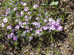 Phlox diffusa