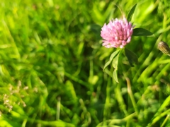 Trifolium pratense