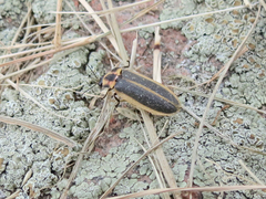 Pyractomena angulata