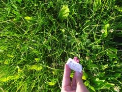 Trifolium pratense