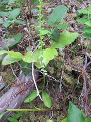 Platanthera ephemerantha