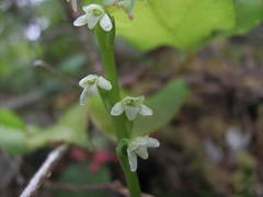 Platanthera ephemerantha