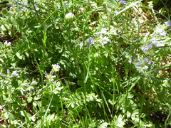 Polemonium californicum