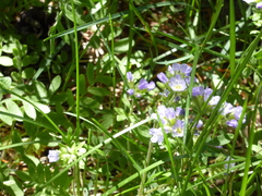 Polemonium californicum